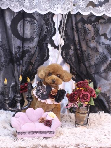 20231024ブラちゃん